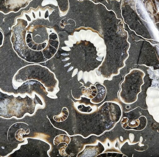 Polished Ammonite Fossil Slab - Marston Magna Marble #63830